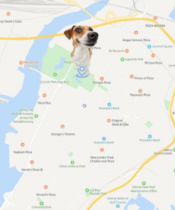 GPS Cat Collar - gocyberbiz.com